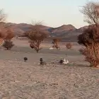 دجاج حبش كفو تبيض تحضين