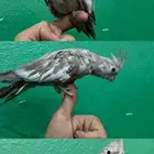 طيور زينه