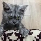 قطه للتبني