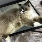 ذكر همالايا