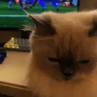 نوع بسه هملايا