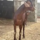 تيس فحل