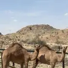 قعدان
