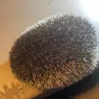 قنفذ