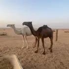 بكار حقايق