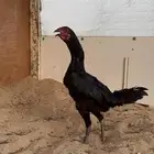 دجاجه شامو الماني هزاز اسود صك
