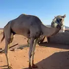 جمل طابع