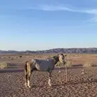 حصان شعبي