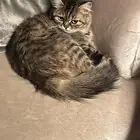 قطه شيرازيه