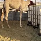 بكره بنت بديع جمل سبوق بروابطه وهاذي اول انتاجه