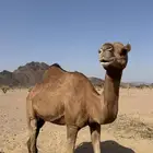 ناقه عشرا تحتها قعود
