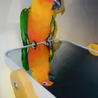 جنداي كنيور اليف جدا وهدد ( تم البيع )