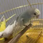 ثلاثه طيور بادجي