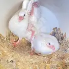 زاجل و فرنسي