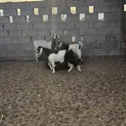 بهم للبيع