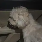 كلب مالتيز للبيع رقم التواصل