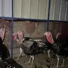 ديوك رومي (تم البيع)