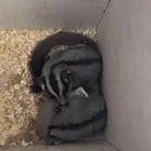 زوج شوقر قلايدر 11 شهر