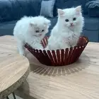 قطه انثى للبيع