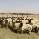 بهم خرفان نعيم العدد 15