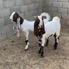 تيس