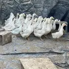 بط للبيع جمله