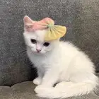 قطط سكوتش ستريت