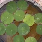 نبات اللوتس المائي