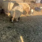 غنم نعيم مواليد