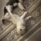 قطط صغيره للبيع