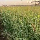 شتلات وبلوبنك