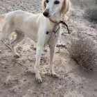 سلقه بدل
