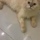 عندي قطوه للتبني