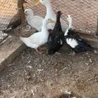 بط العدد 3 اجواز