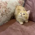 قط صغير شيرازي