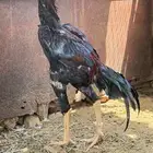 دجاج باكستاني بيور
