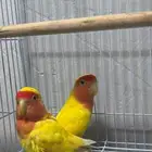 (مباع) زوج روز رد فيس منتج مع الفرخ