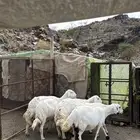 6 ضان حيل سمان