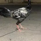 ديك باكستاني