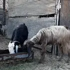 معزاء للبيع