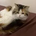 قطوه لتبني