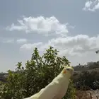 ببغاء