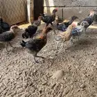 صيصان فروخ دجاج بلدي فيومي محصن