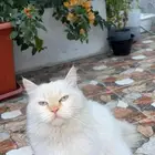 عندي قطه لقيتها بالبيت ضايعه اتمنا توصلونها لراعيها