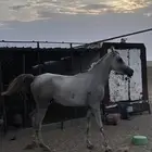 حصان للبيع