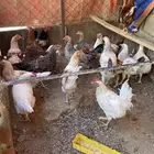 ديك