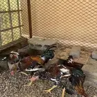 دجاج باكستاني