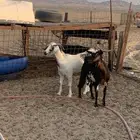 معزا دفيع سونار