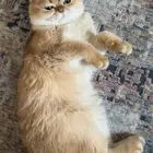 قط بريتش شورت هير للبيع