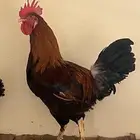 ديك بلدي كفو ياضرب